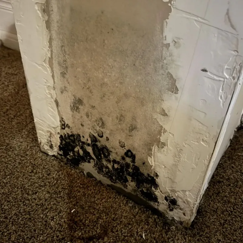 Professional Mold Removal in Marion County, MO